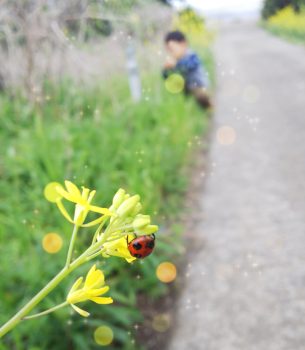 菜の花